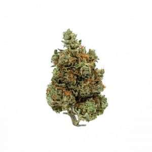 https://bmwo.net/wp-content/uploads/2022/09/HINDU-KUSH-300x300.jpg